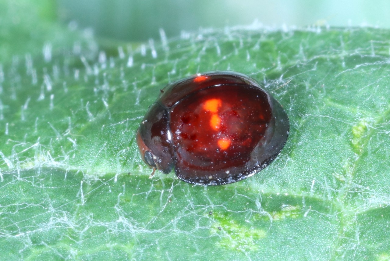 Chilocorus bipustulatus (Linnaeus, 1758) - Coccinelle des landes, Coccinelle des Bruyères