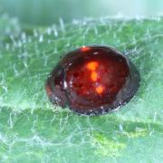 Chilocorus bipustulatus (Linnaeus, 1758) - Coccinelle des landes, Coccinelle des Bruyères