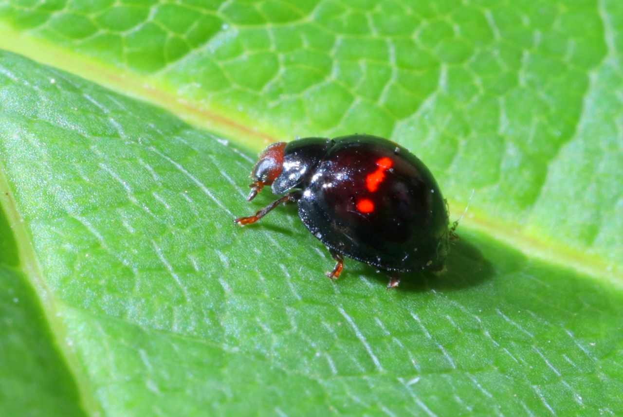 Chilocorus bipustulatus (Linnaeus, 1758) - Coccinelle des landes, Coccinelle des Bruyères