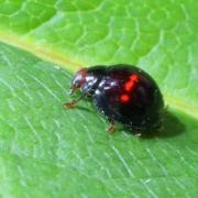 Chilocorus bipustulatus (Linnaeus, 1758) - Coccinelle des landes, Coccinelle des Bruyères