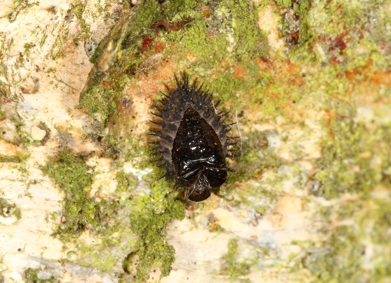 Chilocorus renipustulatus (Scriba, 1791) - Coccinelle des Saules (larve)