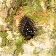 Chilocorus renipustulatus (Scriba, 1791) - Coccinelle des Saules (larve)