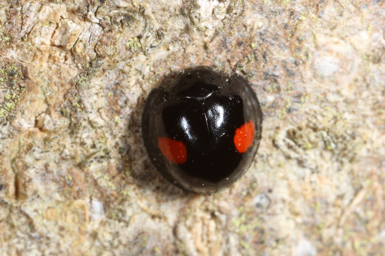 Chilocorus renipustulatus (Scriba, 1791) - Coccinelle des Saules