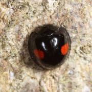 Chilocorus renipustulatus (Scriba, 1791) - Coccinelle des Saules