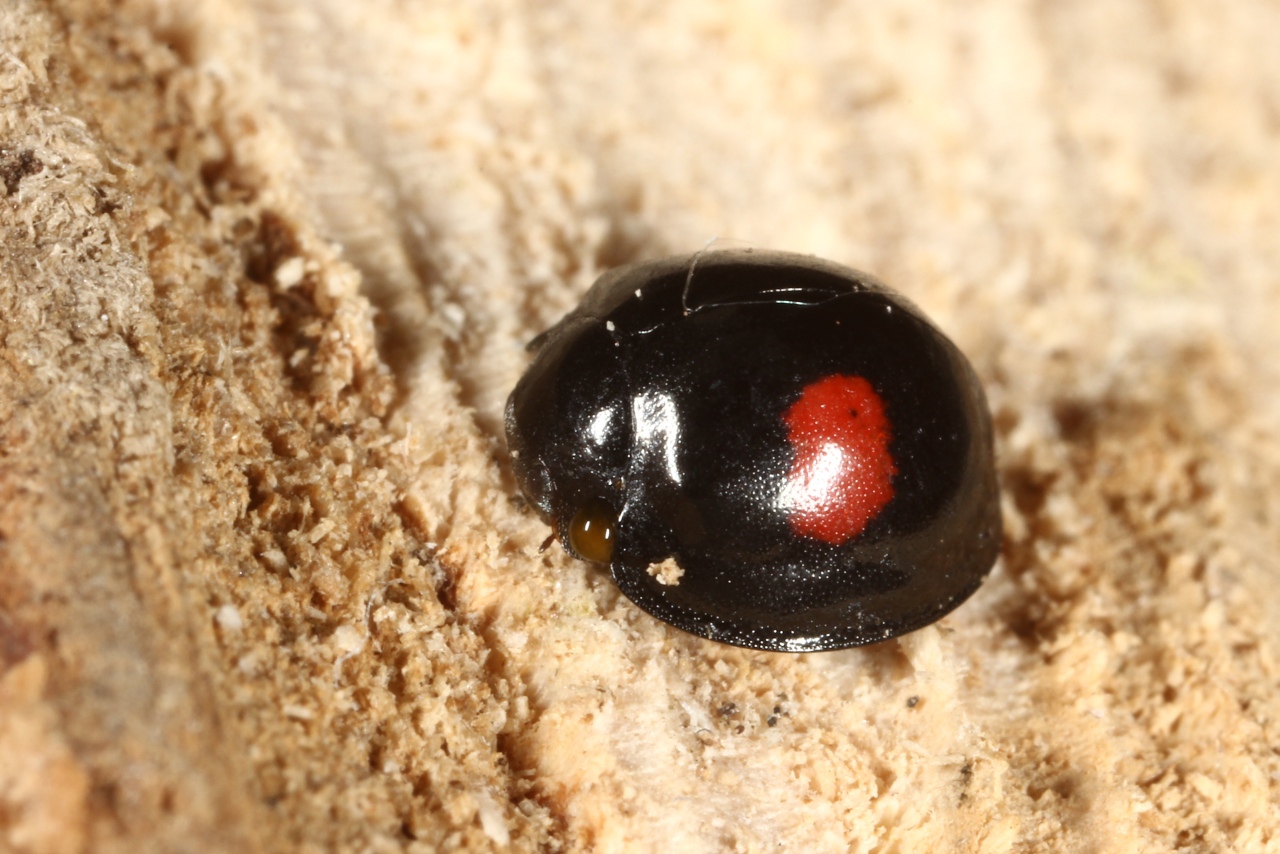 Chilocorus renipustulatus (Scriba, 1791) - Coccinelle des Saules