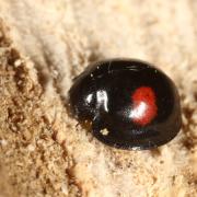 Chilocorus renipustulatus (Scriba, 1791) - Coccinelle des Saules