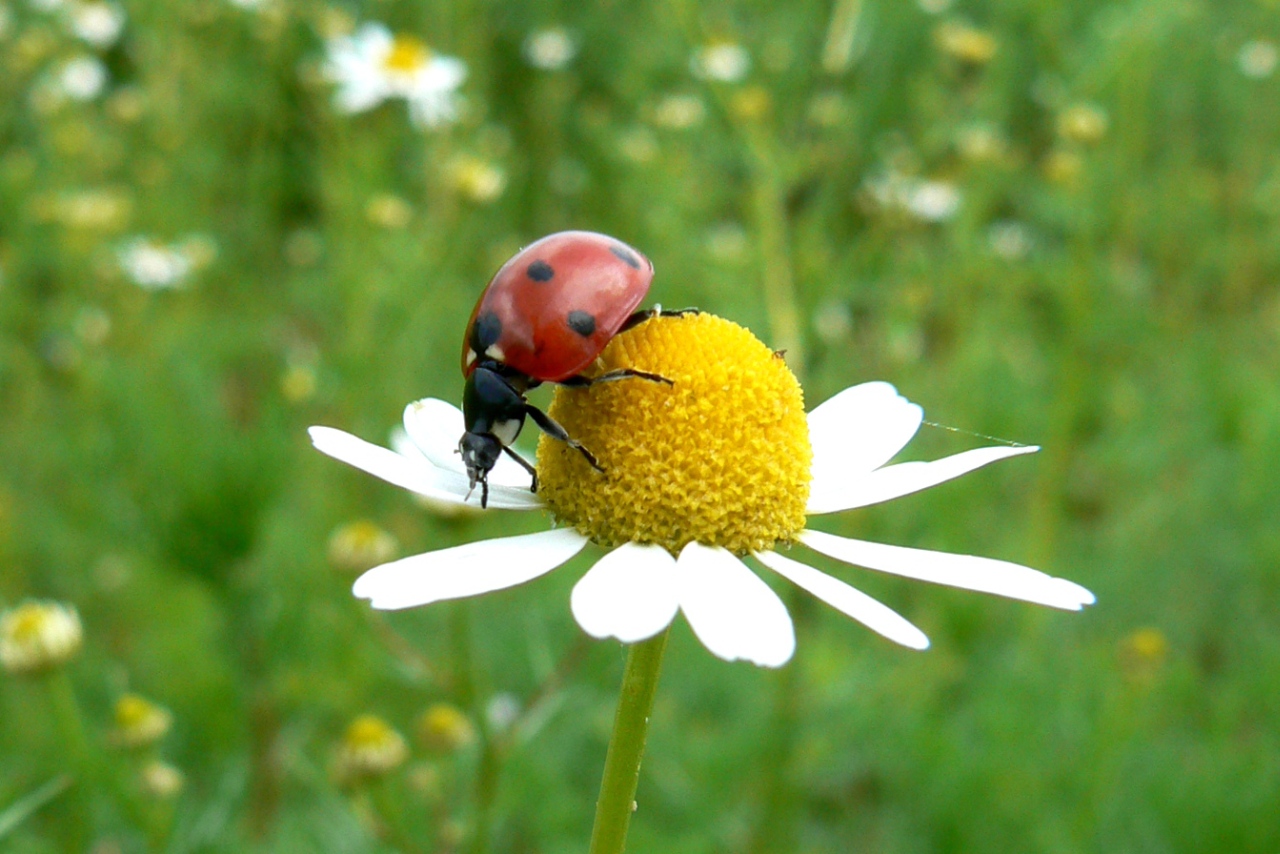 Coccinella septempunctata Linnaeus, 1758 - Coccinelle à 7 points, Bête à bon Dieu