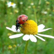 Coccinella septempunctata Linnaeus, 1758 - Coccinelle à 7 points, Bête à bon Dieu