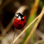 Coccinella septempunctata Linnaeus, 1758 - Coccinelle à 7 points, Bête à bon Dieu