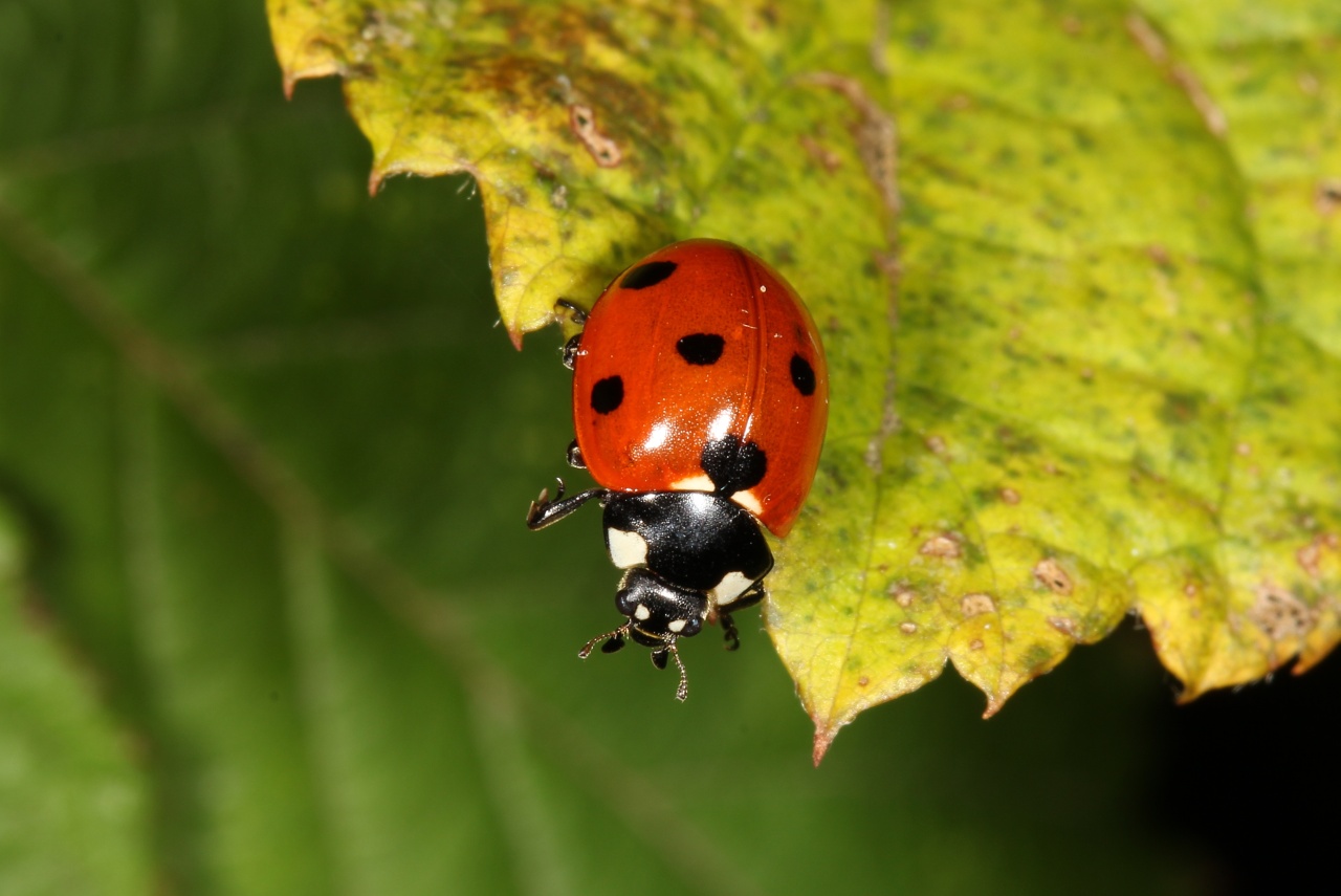 Coccinella septempunctata Linnaeus, 1758 - Coccinelle à 7 points, Bête à bon Dieu