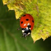 Coccinella septempunctata Linnaeus, 1758 - Coccinelle à 7 points, Bête à bon Dieu