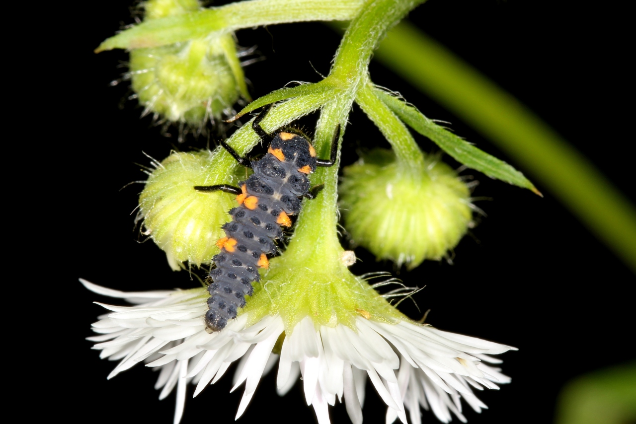 Coccinella septempunctata Linnaeus, 1758 - Coccinelle à 7 points, Bête à bon Dieu (larve)