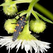 Coccinella septempunctata Linnaeus, 1758 - Coccinelle à 7 points, Bête à bon Dieu (larve)