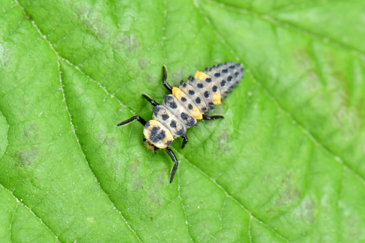 Coccinella septempunctata Linnaeus, 1758 - Coccinelle à 7 points, Bête à bon Dieu (larve)