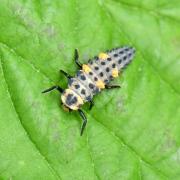 Coccinella septempunctata Linnaeus, 1758 - Coccinelle à 7 points, Bête à bon Dieu (larve)