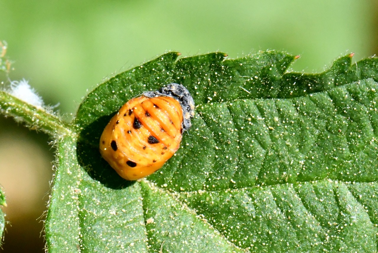 Coccinella septempunctata Linnaeus, 1758 - Coccinelle à 7 points, Bête à bon Dieu (nymphe)