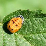 Coccinella septempunctata Linnaeus, 1758 - Coccinelle à 7 points, Bête à bon Dieu (nymphe)