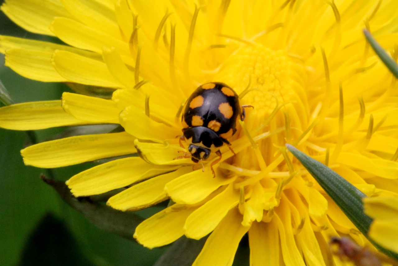 Coccinula quatuordecimpustulata (Linnaeus, 1758) - Coccinulle à 14 points