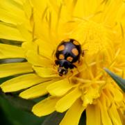 Coccinula quatuordecimpustulata (Linnaeus, 1758) - Coccinulle à 14 points