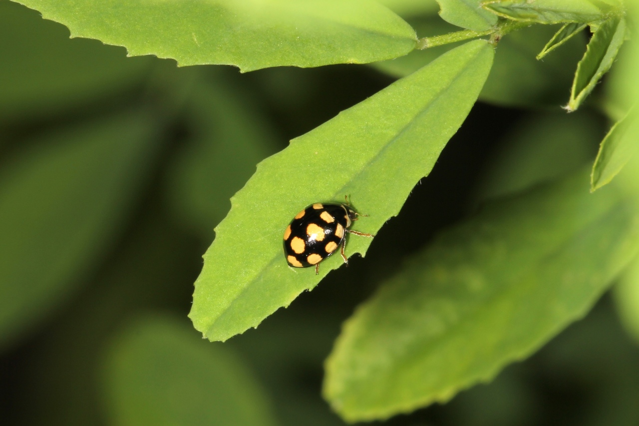 Coccinula quatuordecimpustulata (Linnaeus, 1758) - Coccinulle à 14 points