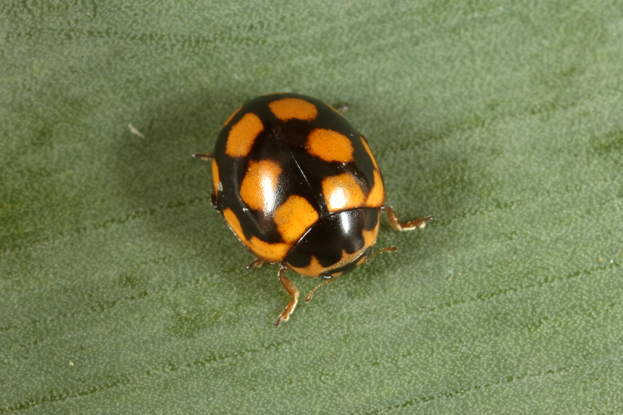 Coccinula quatuordecimpustulata (Linnaeus, 1758) - Coccinulle à 14 points