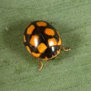 Coccinula quatuordecimpustulata (Linnaeus, 1758) - Coccinulle à 14 points