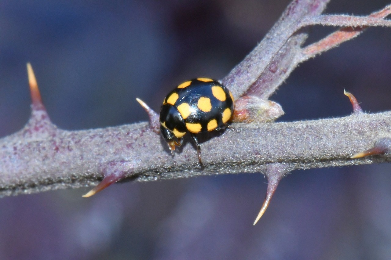 Coccinula quatuordecimpustulata (Linnaeus, 1758) - Coccinulle à 14 points