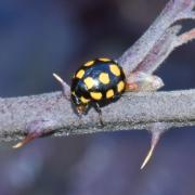 Coccinula quatuordecimpustulata (Linnaeus, 1758) - Coccinulle à 14 points