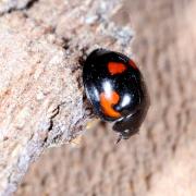 Exochomus quadripustulatus (Linnaeus, 1758) - Coccinelle à virgule