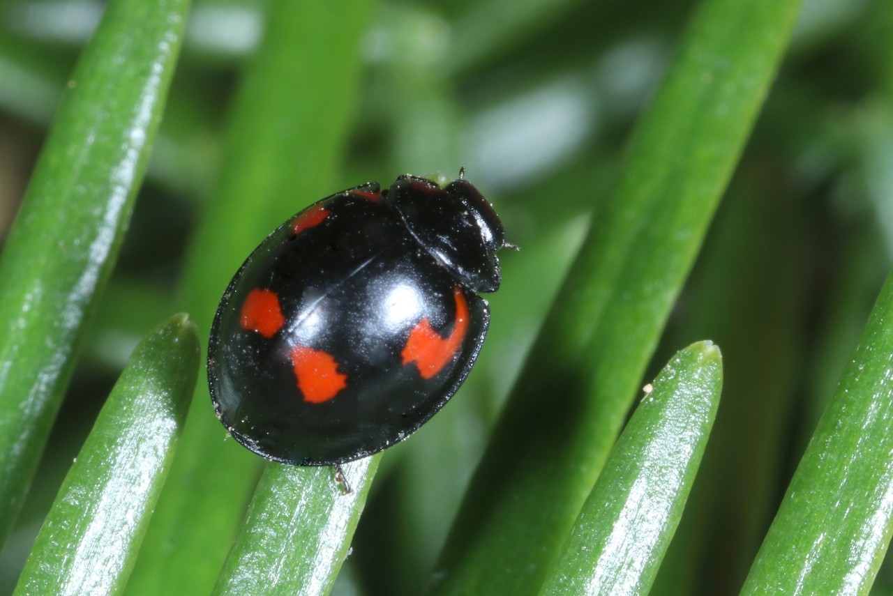 Exochomus quadripustulatus (Linnaeus, 1758) - Coccinelle à virgule