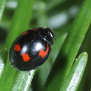 Exochomus quadripustulatus (Linnaeus, 1758) - Coccinelle à virgule