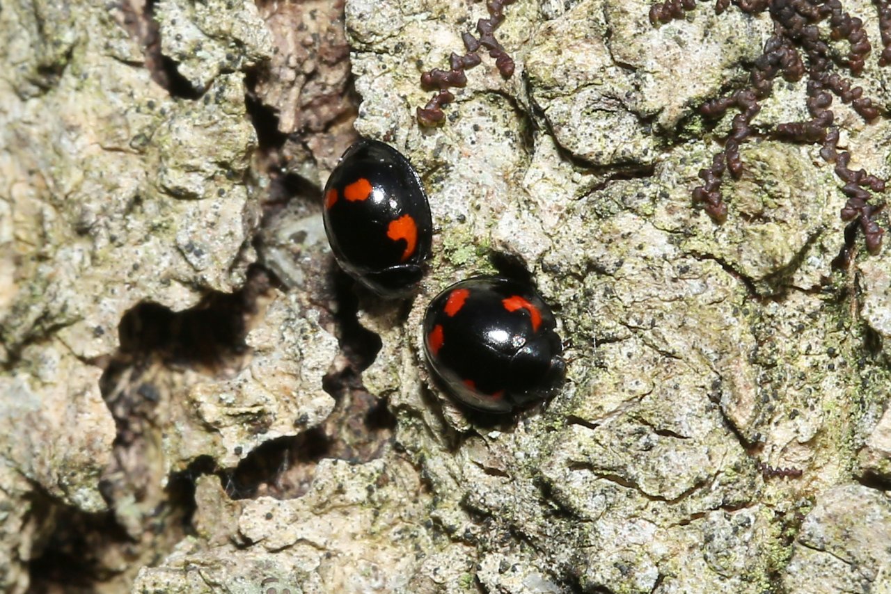 Exochomus quadripustulatus (Linnaeus, 1758) - Coccinelle à virgule