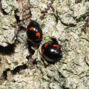 Exochomus quadripustulatus (Linnaeus, 1758) - Coccinelle à virgule