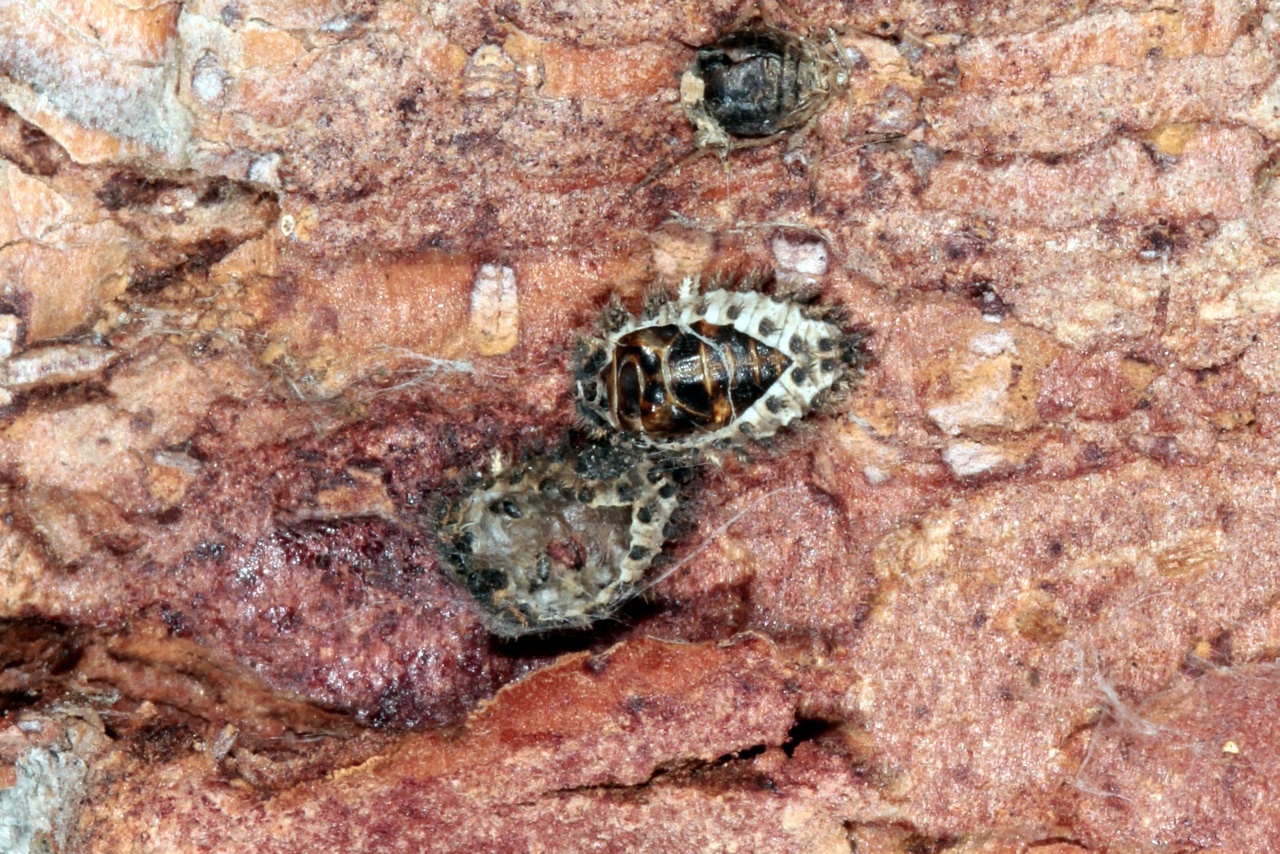 Exochomus quadripustulatus (Linnaeus, 1758) - Coccinelle à virgule (nymphe)
