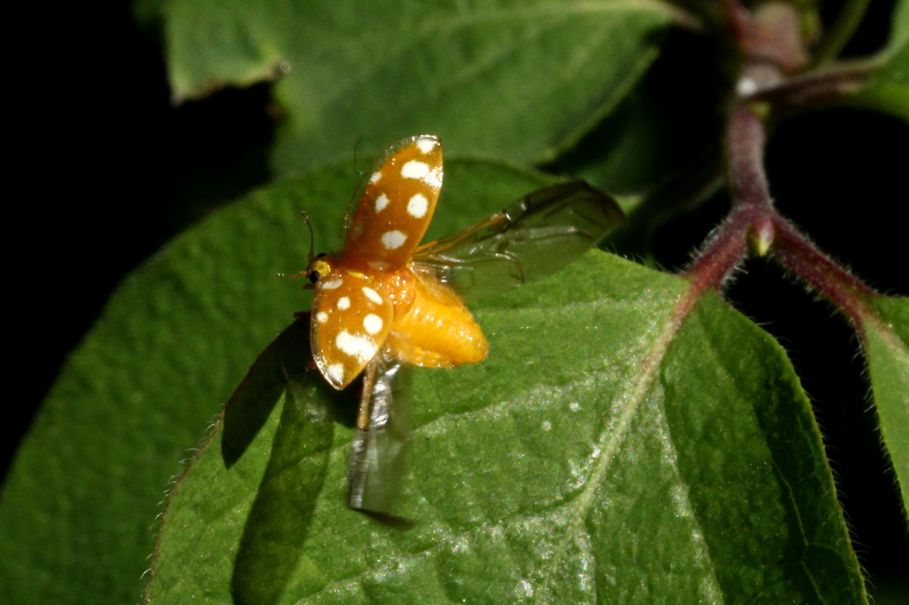 Halyzia sedecimguttata (Linnaeus, 1758) - Grande coccinelle orange