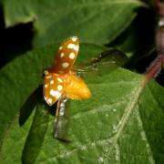 Halyzia sedecimguttata (Linnaeus, 1758) - Grande coccinelle orange