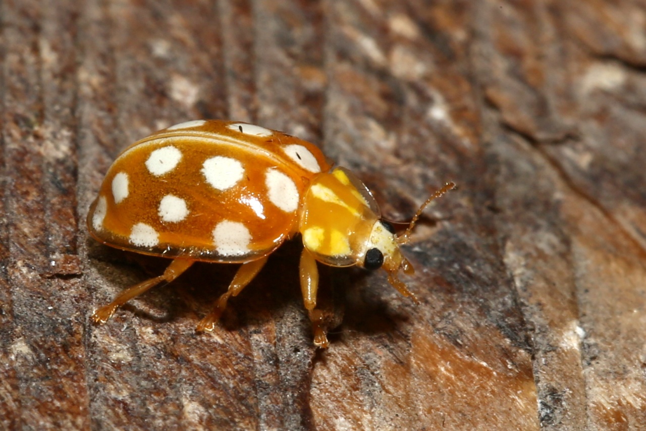 Halyzia sedecimguttata (Linnaeus, 1758) - Grande Coccinelle orange