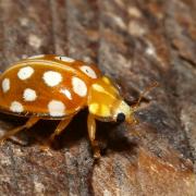 Halyzia sedecimguttata (Linnaeus, 1758) - Grande Coccinelle orange