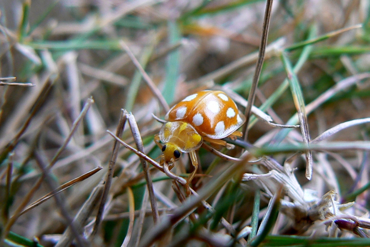 Halyzia sedecimguttata (Linnaeus, 1758) - Grande Coccinelle orange