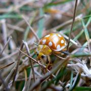 Halyzia sedecimguttata (Linnaeus, 1758) - Grande Coccinelle orange