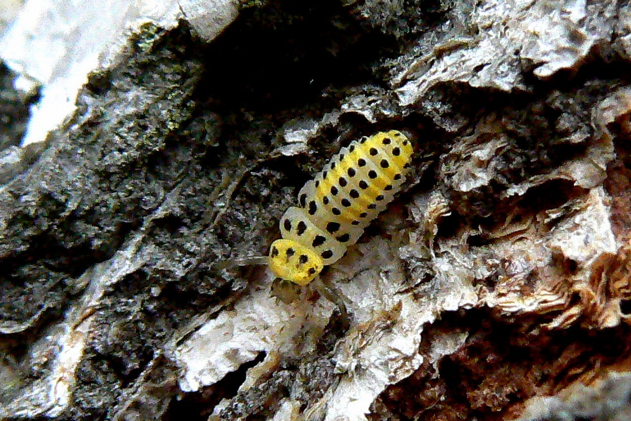 Halyzia sedecimguttata (Linnaeus, 1758) - Grande Coccinelle orange (larve)