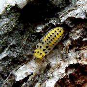 Halyzia sedecimguttata (Linnaeus, 1758) - Grande Coccinelle orange (larve)