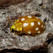 Halyzia sedecimguttata (Linnaeus, 1758) - Grande Coccinelle orange