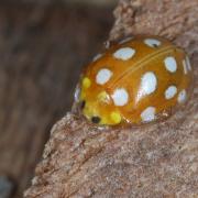 Halyzia sedecimguttata (Linnaeus, 1758) - Grande Coccinelle orange