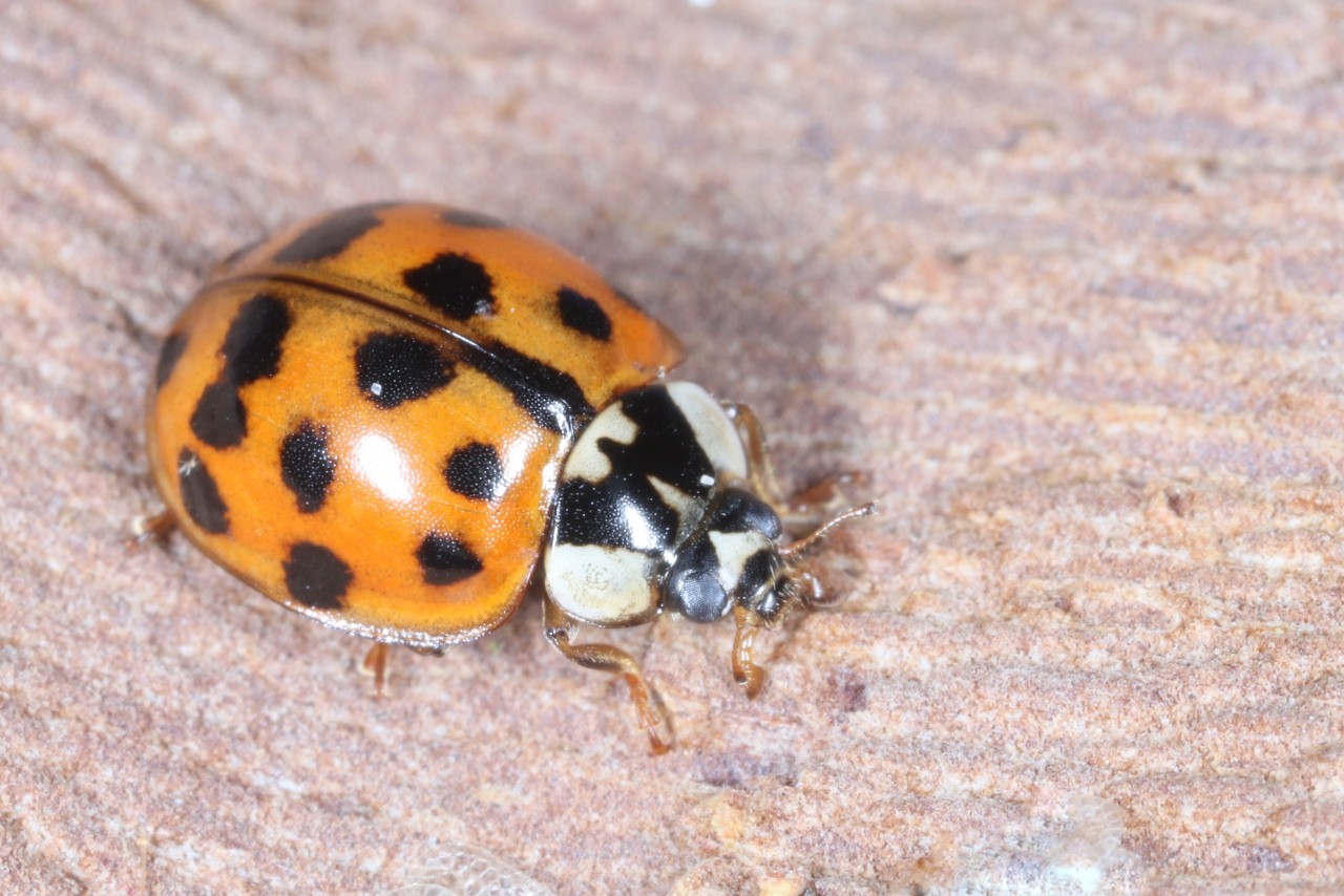 Harmonia axyridis (Pallas 1773) f. succinea - Coccinelle asiatique