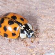 Harmonia axyridis (Pallas 1773) f. succinea - Coccinelle asiatique