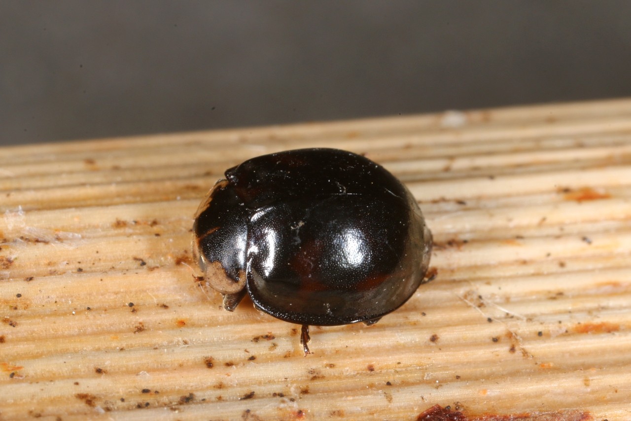 Harmonia axyridis (Pallas, 1773) f. noire - Coccinelle asiatique