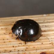 Harmonia axyridis (Pallas, 1773) f. noire - Coccinelle asiatique