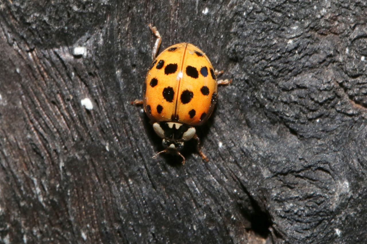 Harmonia axyridis (Pallas, 1773) f. succinea - Coccinelle asiatique 