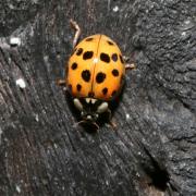 Harmonia axyridis (Pallas, 1773) f. succinea - Coccinelle asiatique 